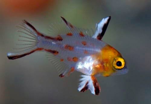 �����@���Ɖ�